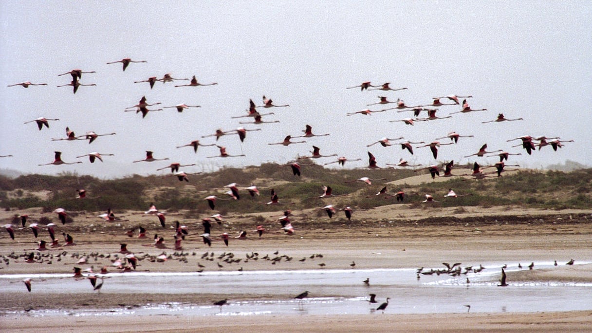 Envol de flamants roses dans l'embouchure de l'oued Souss, près d'Agadir. Cet oiseau migrateur, au plumage rose clair, au bec court et recourbé, peut se propulser, son cou et ses longues pattes roses et palmées étirés, sur plusieurs centaines de kilomètres... à 60 km/h.