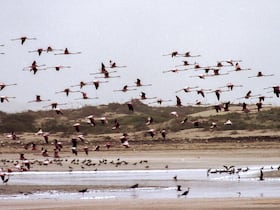 Envol de flamants roses dans l'embouchure de l'oued Souss, près d'Agadir. Cet oiseau migrateur, au plumage rose clair, au bec court et recourbé, peut se propulser, son cou et ses longues pattes roses et palmées étirés, sur plusieurs centaines de kilomètres... à 60 km/h.