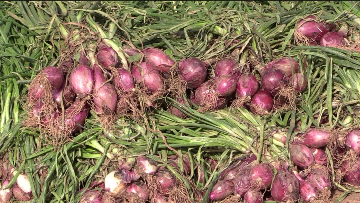Des oignons cébette.