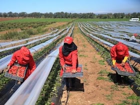Des saisonnières marocaines dans un champ à Huelva (sud de l'Espagne).