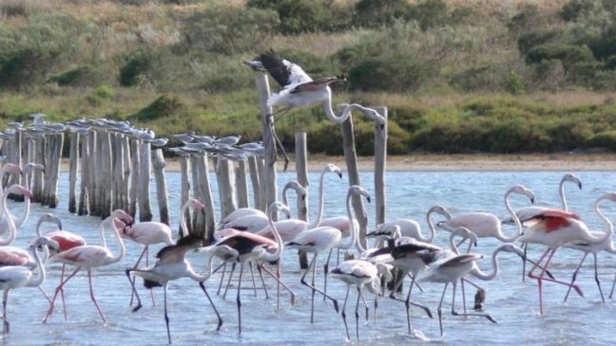 Les famands roses sont de retour à Marchika