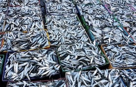 sardines