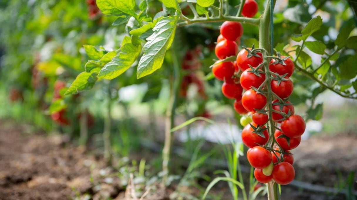 Des tomates cerises cultivés à Dakhla dans les provinces du Sud.
