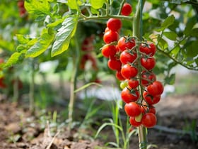Des tomates cerises cultivés à Dakhla dans les provinces du Sud.