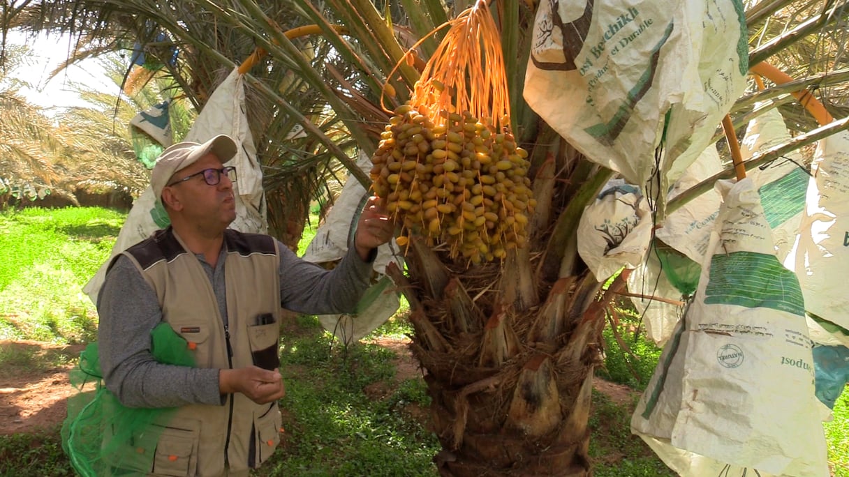 واحات التمور بإقليم بوعرفة ستنتج 7300 طن هذا العام