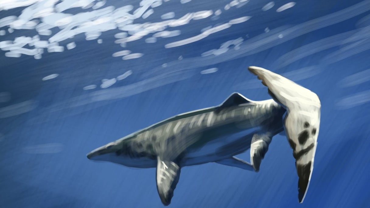 Pluridens Imalki, une nouvelle espèce découverte au Maroc.