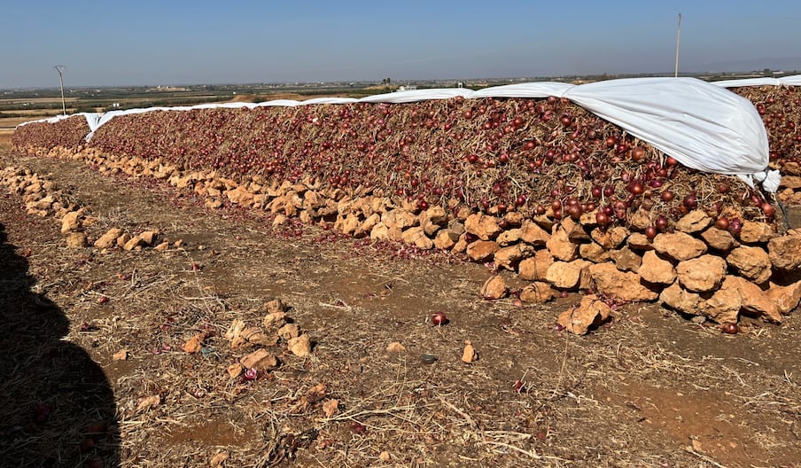 بعد بلوغ ثمنه حاجز 15 درهما للكيلوغرام.. فلاحو بودربالة يكشفون خفايا تجارة البصل ويفسرون أسباب الغلاء