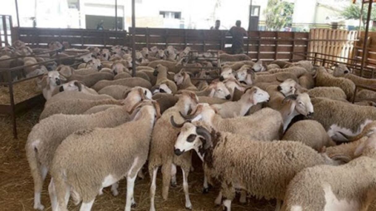 Un enclos à moutons.