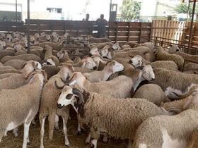 Un enclos à moutons.