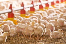 Un élevage de volaille.