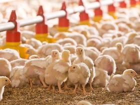 Un élevage de volaille.