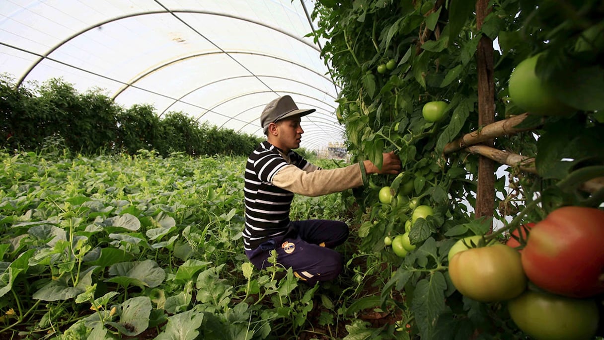 Récolte de tomates à Tipaza, à l’ouest d’Alger.