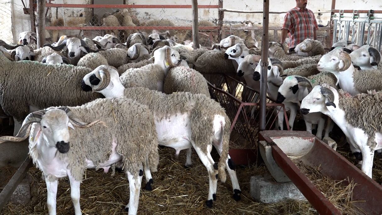 رغم ارتفاع الأسعار كساب من تيفلت يفتخر ببيع كل اغنامه ايام قليلة قبل العيد