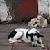Huit mois de prison ferme pour le youtubeur qui avait cuisiné un chien pour l’Aïd