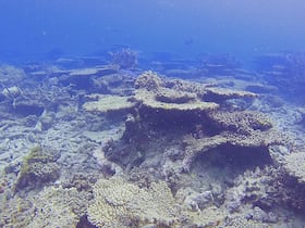 Disparition des coraux sur la Grande Barrière, en Australie.