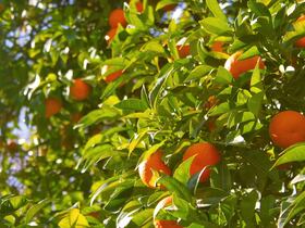 Le Maroc est le premier fournisseur non-européen de l’UE de petits agrumes avec 109.822 tonnes importées entre septembre 2020 et juin 2021.