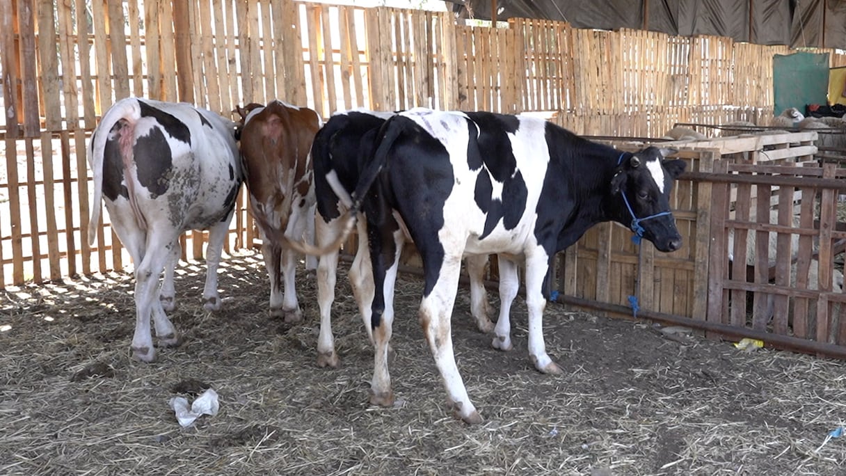 أبقار معروضة بسوق الأضاحي