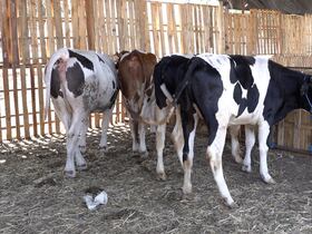 أبقار معروضة بسوق الأضاحي