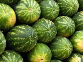 Des pastèques (photo d'illustration).