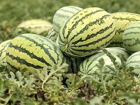 L’ONSSA rassure les consommateurs, les pastèques cultivées au Maroc ne sont pas issues de semences génétiquement modifiées.