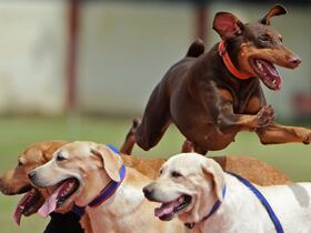 Des chiens de l'équipe de la Force de protection des chemins de fer (RPF) de l'Inde se produisent au cours d'une cérémonie marquant le 75e jour de l'indépendance du pays, à Chennai, le 15 août 2022.