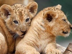 Le lion de l’Atlas, espèce endémique et emblématique du Maroc, éteinte dans son habitat d’origine depuis le siècle dernier, fait l’objet d’un programme de conservation de la part du Jardin zoologique national de Rabat.