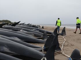 Carcasses de près de 200 globicéphales échoués à Macquarie Heads (côte ouest de la Tasmanie), le 23 septembre 2022. Près de 200 cétacés ont péri sur cette plage. Des sauveteurs australiens n'ont pu sauver que quelques dizaines d'entre eux, le 22 septembre.