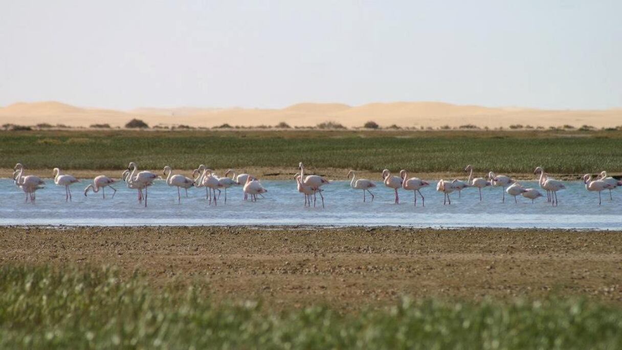 Flamants roses dans la lagune de Naïla, parc national de Khenifiss, entre Tarfaya et Tan-Tan. La baie de Khenifiss est reconnue site Ramsar depuis 1980. Ce lieu naturel se caractérise par sa biodiversité et ses vestiges archéologiques, préhistoriques et historiques.