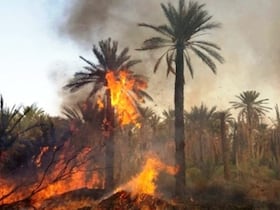 Un incendie dans une des oasis situées près de Guelmim (photo d'archives).