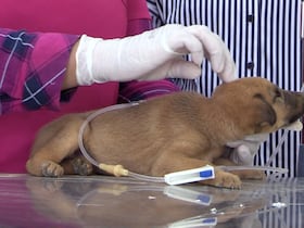 Nouvellement construit par les autorités de Rabat, le refuge pour chiens et chats errants fait face depuis quelques jours à une polémique au sujet d’une prétendue gestion calamiteuse du pensionnat. Pour éclairer l’opinion, une équipe du le360 a recueilli les versions des protagonistes en se rendant sur les lieux.