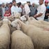 Aïd al-Adha: spéculation et désinformation agitent le marché des moutons
