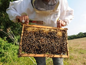 La varroase est un parasite de l'abeille responsable de l'effondrement des ruches.