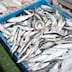 Pénurie de sardines: le repos biologique prolongé fait grimper les prix