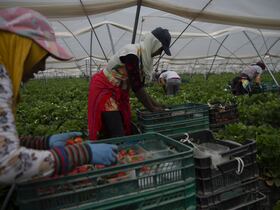 Des travailleuses agricoles saisonnières à Huelva, au sud de l'Espagne.