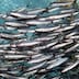 Pêche: les sardines entrent dans la période de repos biologique
