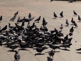 Les pigeons prolifèrent dans la ville de Casablanca.