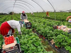 Les saisonniers marocains seront recrutés pour du maraîchage et de l'horticulture.