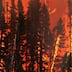 Régions du nord: ouverture d’une enquête pour déterminer la cause de certains incendies de forêts