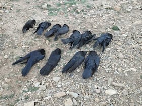 نفوق" العشرات من الغربان في بولمان"