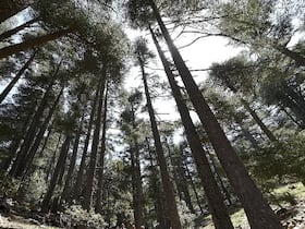 Cèdres du Moyen Atlas, pris en contre-plongée. Le Maroc abrite la principale cédraie en Méditerranée et Cedrus atlantica s'y étend sur 134.000 hectares. Un écosystème de nos jours menacé par le dérèglement climatique et la pression humaine.