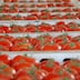 La tomate marocaine en force sur un marché mondial en recomposition