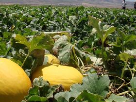 La culture du melon provoque l'assèchement de la nappe phréatique dans le sud du Maroc.