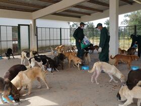 Gestion de la population canine: voici où en est l’application du TNVR