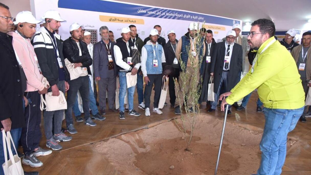 Une séance de démonstration de la culture de l’olivier dans le cadre de l’initiative «Al Moutmir».