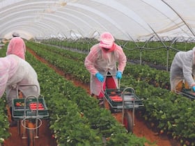 Des saisonnières marocaines récoltent des fraises sous une serre, dans un champ de Huelva, en Andalousie, en 2020.