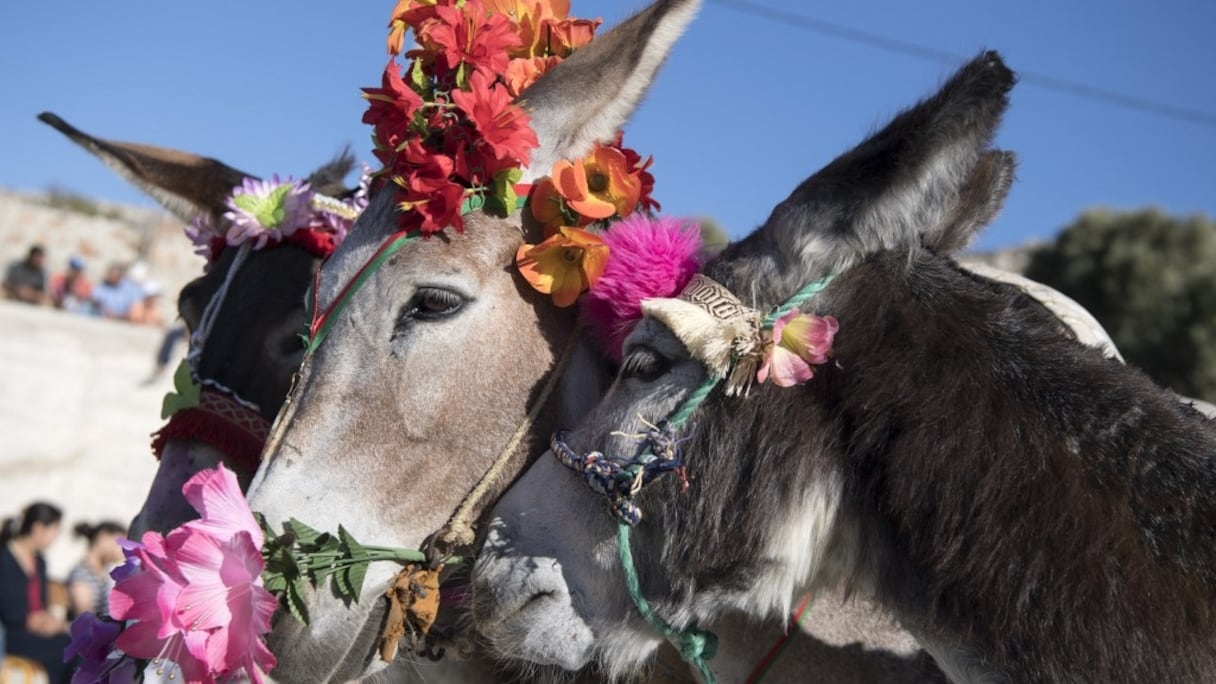 Pomponnée jusqu'au bout des sabots, avec sa couronne de fleurs et ses lunettes de soleil très glamour, Cléopâtre a ravi les suffrages.
