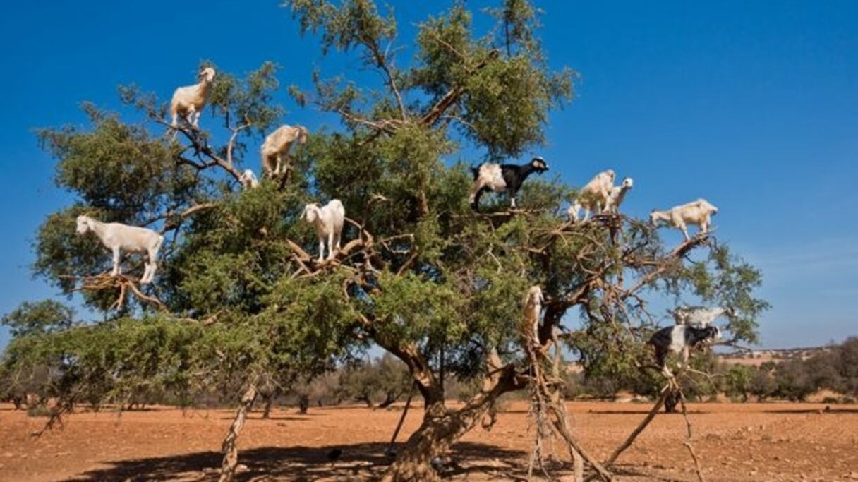 Chèvres juchées sur un arganier (Argania spinosa L.), broutant ses feuilles. L'arganier est un arbre endémique du Maroc et de la région de Tindouf, en Algérie. 
