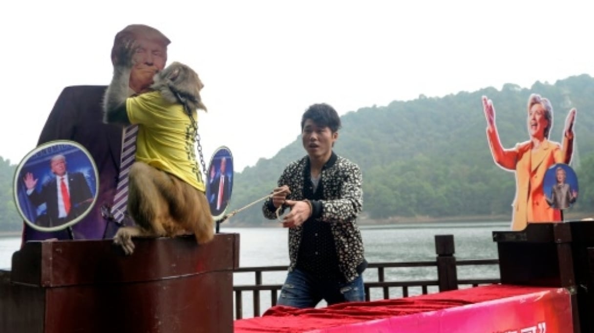 Geda, le singe chinois, prédit l'élection de Donald Trump à la tête des Etats-Unis.
