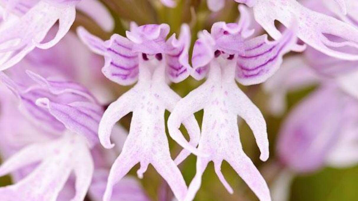 Orchis Italica: de sympathiques petits bonshommes savamment coiffés mais qui ont omis de... s'habiller!
