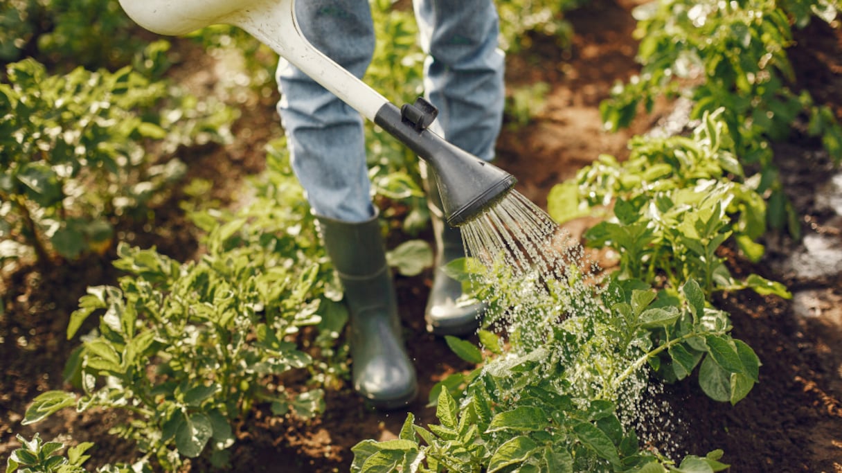 Un agriculteur arrose ses plantes avec un simple arrosoir, dans son exploitation.
